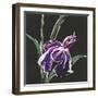 Iris on Black III-Chris Paschke-Framed Art Print