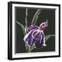 Iris on Black III-Chris Paschke-Framed Art Print