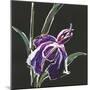 Iris on Black III-Chris Paschke-Mounted Art Print