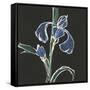 Iris on Black IV-Chris Paschke-Framed Stretched Canvas