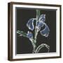 Iris on Black IV-Chris Paschke-Framed Art Print