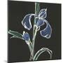 Iris on Black IV-Chris Paschke-Mounted Art Print