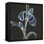 Iris on Black IV-Chris Paschke-Framed Stretched Canvas