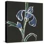 Iris on Black IV-Chris Paschke-Stretched Canvas