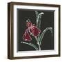 Iris on Black V-Chris Paschke-Framed Art Print