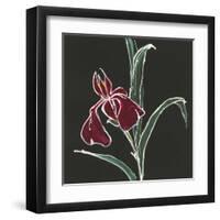 Iris on Black V-Chris Paschke-Framed Art Print