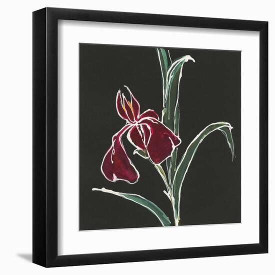 Iris on Black V-Chris Paschke-Framed Art Print