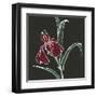 Iris on Black V-Chris Paschke-Framed Art Print