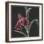 Iris on Black V-Chris Paschke-Framed Art Print