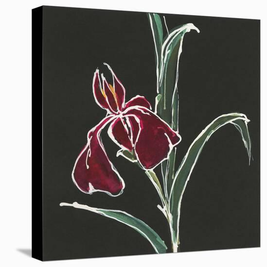 Iris on Black V-Chris Paschke-Stretched Canvas