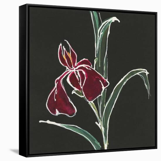 Iris on Black V-Chris Paschke-Framed Stretched Canvas