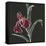 Iris on Black V-Chris Paschke-Framed Stretched Canvas