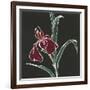 Iris on Black V-Chris Paschke-Framed Art Print