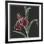 Iris on Black V-Chris Paschke-Framed Art Print