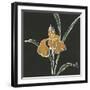 Iris on Black VI-Chris Paschke-Framed Art Print