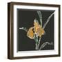 Iris on Black VI-Chris Paschke-Framed Art Print