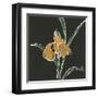 Iris on Black VI-Chris Paschke-Framed Art Print