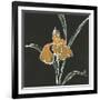 Iris on Black VI-Chris Paschke-Framed Art Print