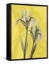 Iris on Canary-Albert Koetsier-Framed Stretched Canvas