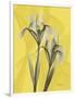 Iris on Canary-Albert Koetsier-Framed Art Print