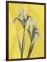 Iris on Canary-Albert Koetsier-Framed Art Print