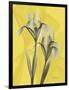 Iris on Canary-Albert Koetsier-Framed Art Print