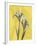 Iris on Canary-Albert Koetsier-Framed Art Print