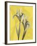 Iris on Canary-Albert Koetsier-Framed Art Print