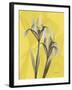 Iris on Canary-Albert Koetsier-Framed Art Print