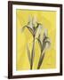 Iris on Canary-Albert Koetsier-Framed Art Print