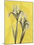 Iris on Canary-Albert Koetsier-Mounted Art Print