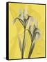 Iris on Canary-Albert Koetsier-Framed Stretched Canvas