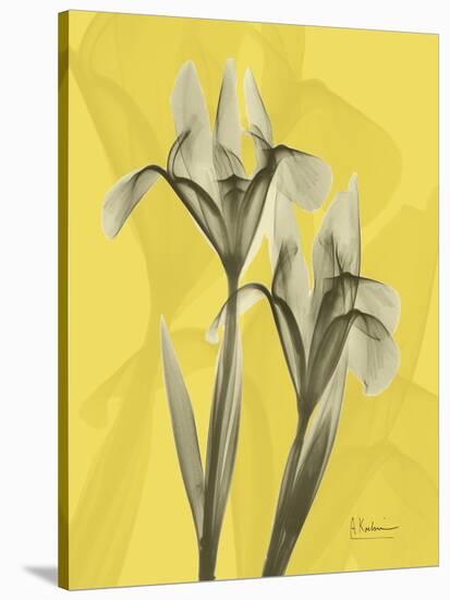 Iris on Canary-Albert Koetsier-Stretched Canvas