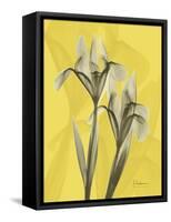 Iris on Canary-Albert Koetsier-Framed Stretched Canvas