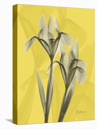 Iris on Canary-Albert Koetsier-Stretched Canvas