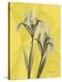 Iris on Canary-Albert Koetsier-Stretched Canvas