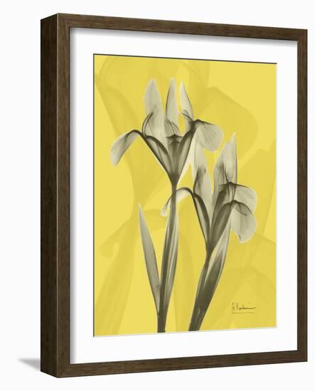 Iris on Canary-Albert Koetsier-Framed Art Print