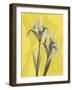 Iris on Canary-Albert Koetsier-Framed Art Print