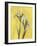 Iris on Canary-Albert Koetsier-Framed Art Print