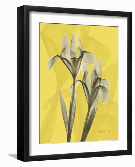 Iris on Canary-Albert Koetsier-Framed Art Print