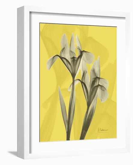 Iris on Canary-Albert Koetsier-Framed Art Print