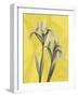 Iris on Canary-Albert Koetsier-Framed Art Print