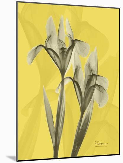 Iris on Canary-Albert Koetsier-Mounted Art Print