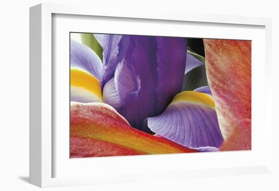 Iris Opening-Harold Davis-Framed Giclee Print