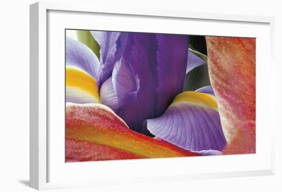 Iris Opening-Harold Davis-Framed Giclee Print