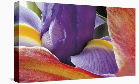 Iris Opening-Harold Davis-Stretched Canvas