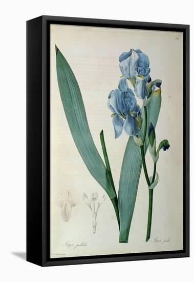 Iris Pallida, from `Les Liliacees', 1805-Pierre-Joseph Redouté-Framed Stretched Canvas