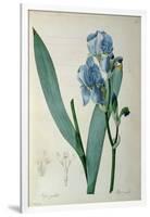 Iris Pallida, from `Les Liliacees', 1805-Pierre-Joseph Redouté-Framed Giclee Print