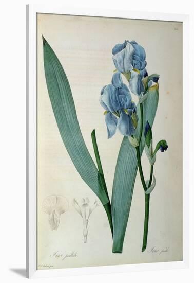 Iris Pallida, from `Les Liliacees', 1805-Pierre-Joseph Redouté-Framed Giclee Print