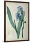 Iris Pallida, from `Les Liliacees', 1805-Pierre-Joseph Redouté-Framed Giclee Print